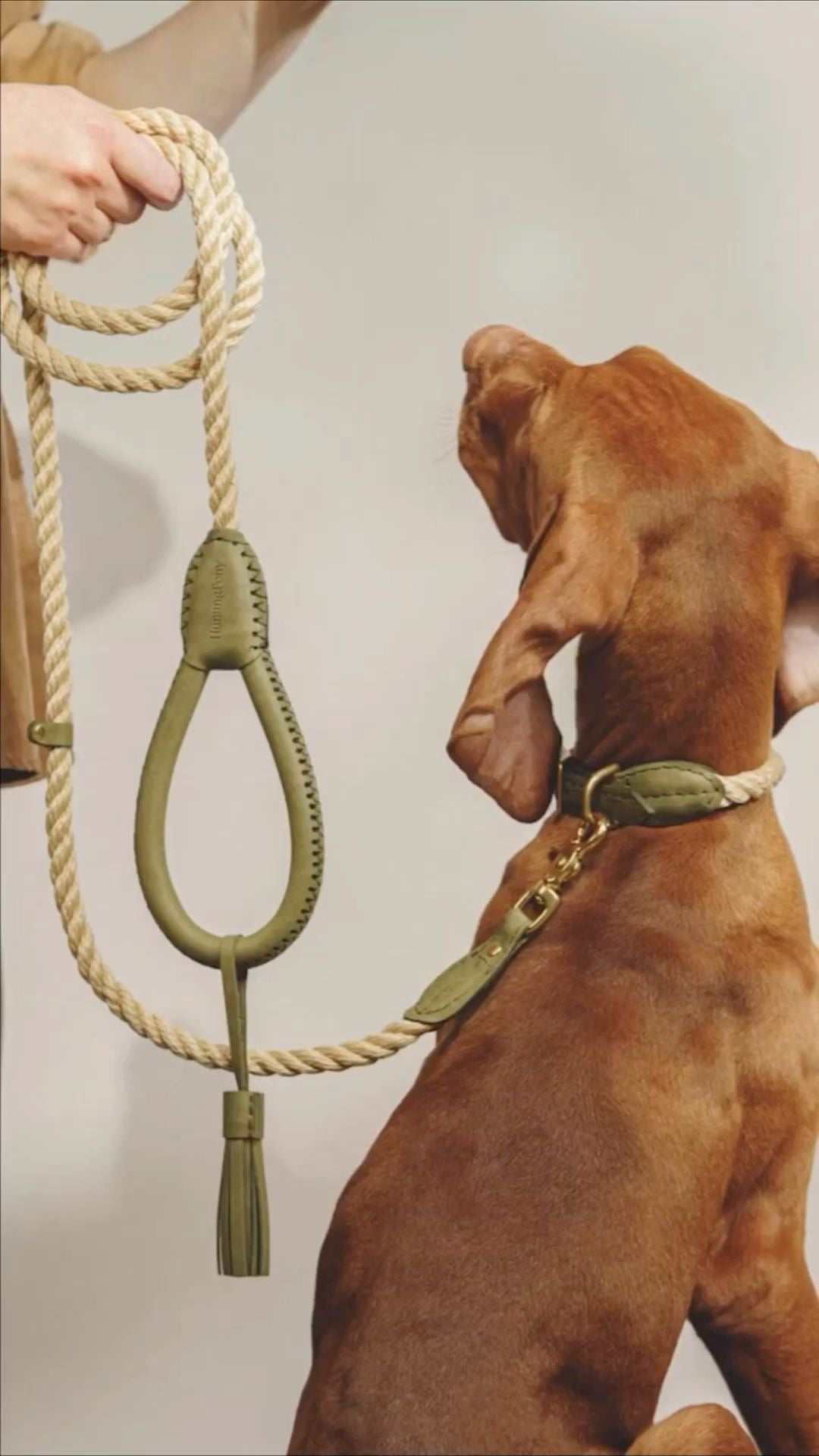 Collars & Leashes